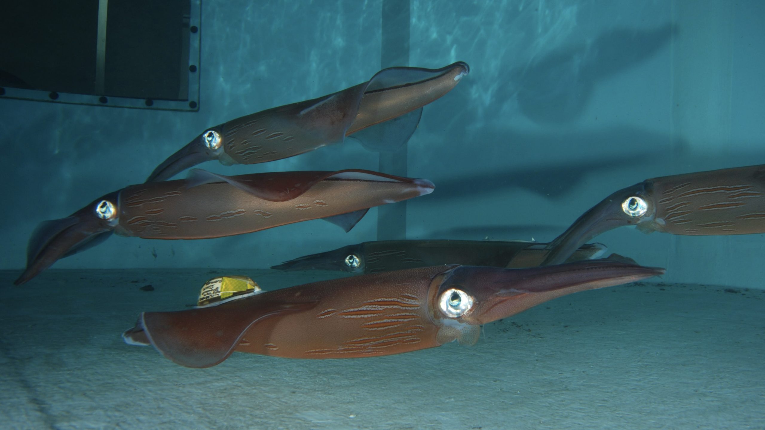 SquidITAG2 Squid
